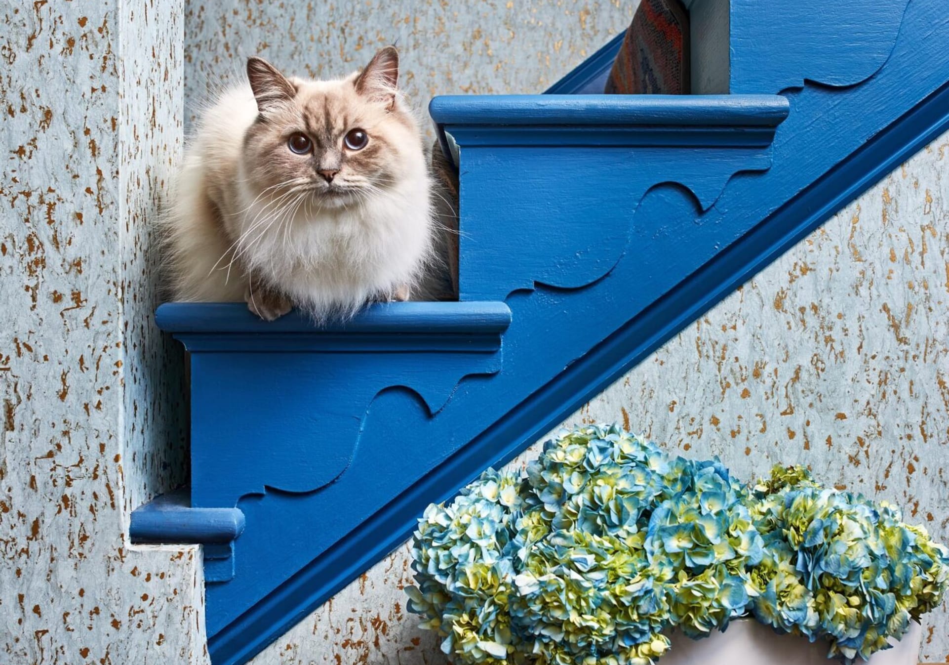 Bold blue painted steps with a kitty sitting on top, and faux wallpaper on walls